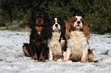 CAVALIER KING CHARLES 536